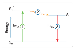 ../_images/optical_fluorescence.gif